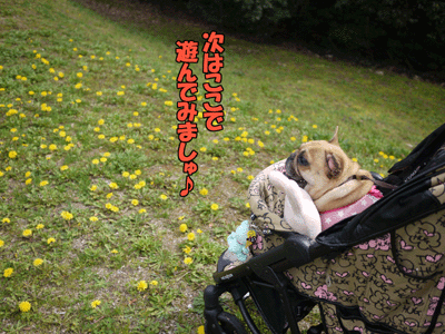 フレンチブルドッグ 1