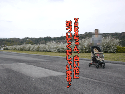 フレンチブルドッグ 6