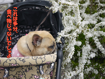 フレンチブルドッグ 8