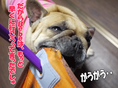 フレンチブルドッグ 3