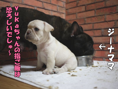 �ե����֥�ɥå����Ҹ���5