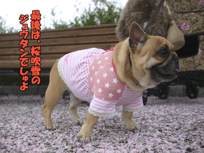フレンチブルドッグ 4