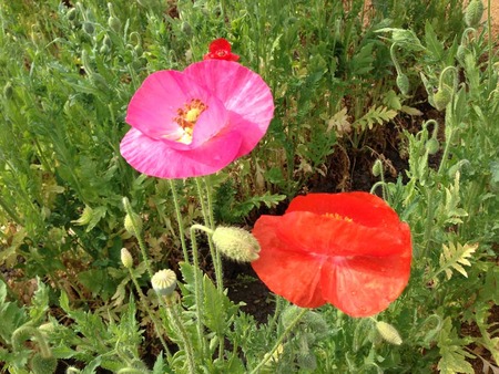 Poppy1
