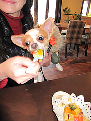 1店内:ペット同伴OKレストラン@baby's cafe(ベイビーズカフェ)・ドッグカフェ