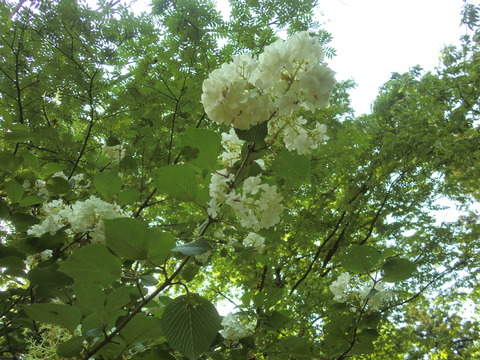 CIMG5657