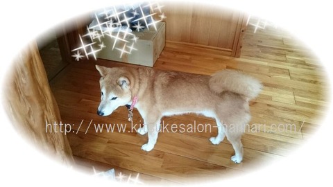 世田谷区尾山台出張け柴犬豆助