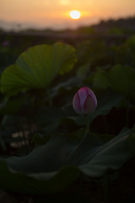 _36A7799