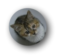 あずき