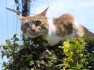 P1000486 のコピー