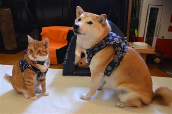 shiba8