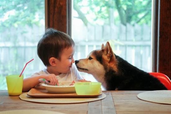 shiba17