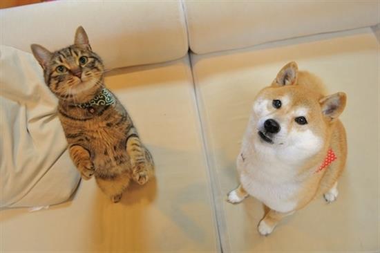 shiba7