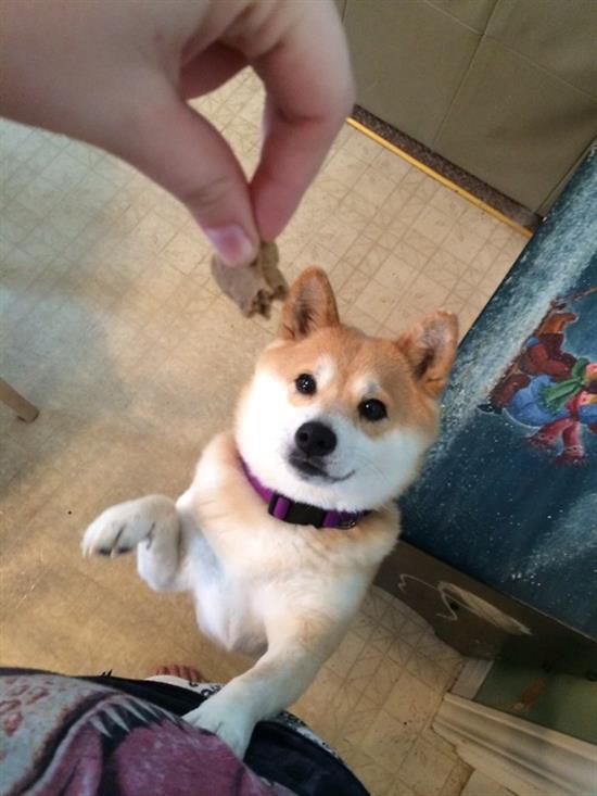 shiba6