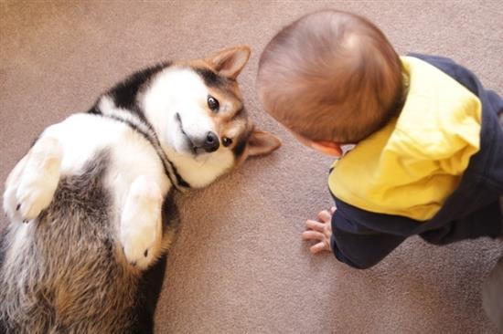 shiba16