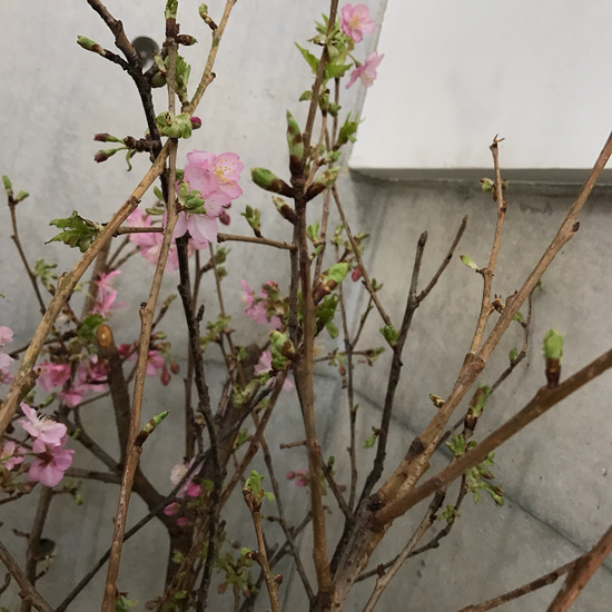 2017-02-06-11-11-55