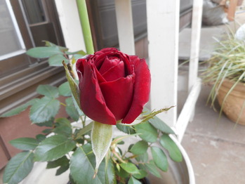 DSCN5140