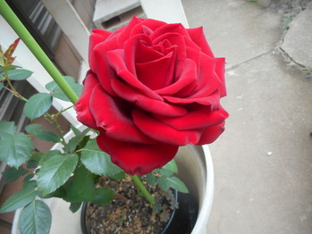 DSCN5151