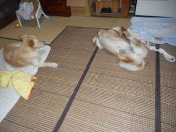 DSCN5204