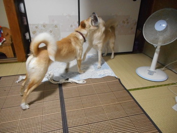 DSCN5202