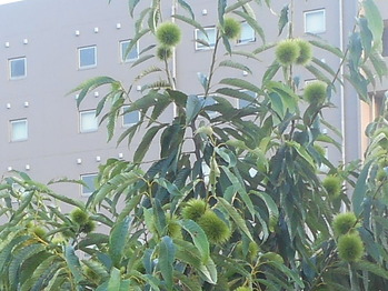 RSCN5285