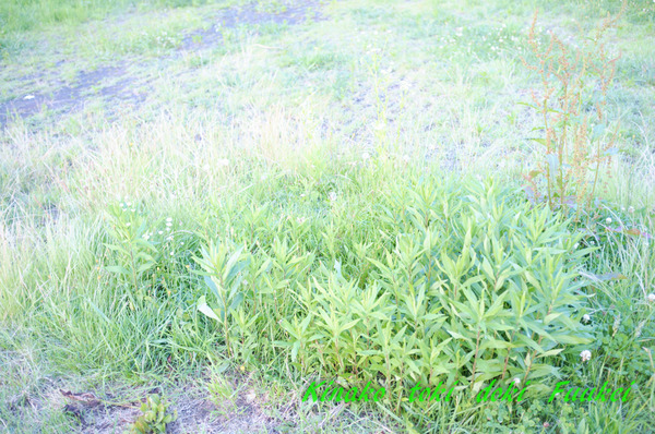 DSCF6068