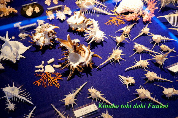 DSCF0493