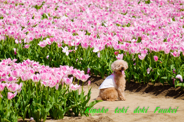 DSCF0016