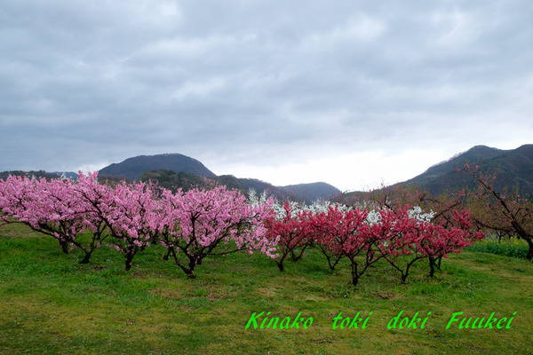 DSCF0241