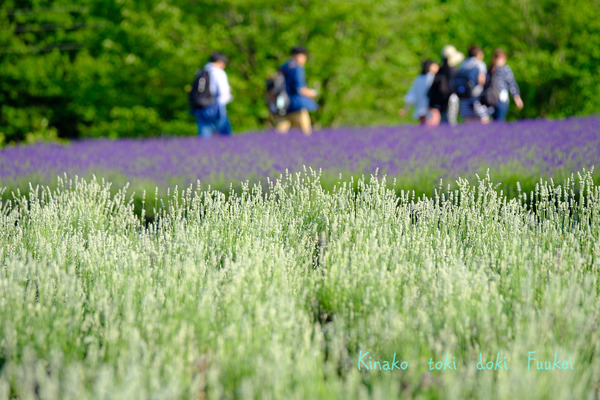 XT2F8528