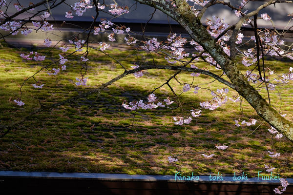 XT1F2419