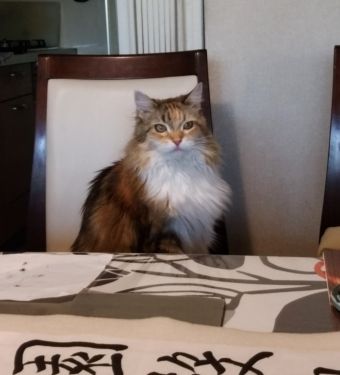 うちの猫