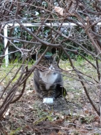 よその猫