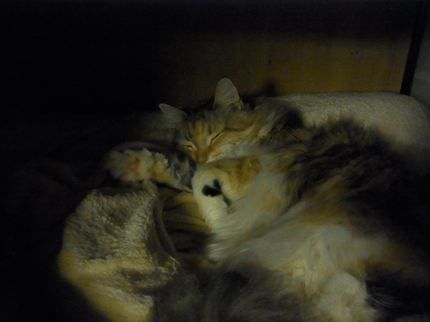 押入れ猫