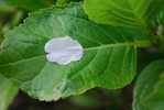 AJISAI