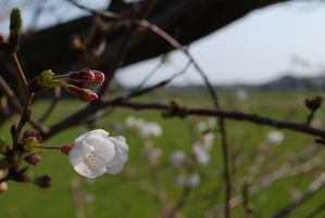 kazesakura