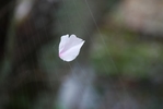 sakura-hanabira-1