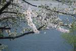 ooigawa-sakura
