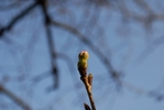 SAKURA-1