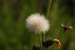 tanpopo