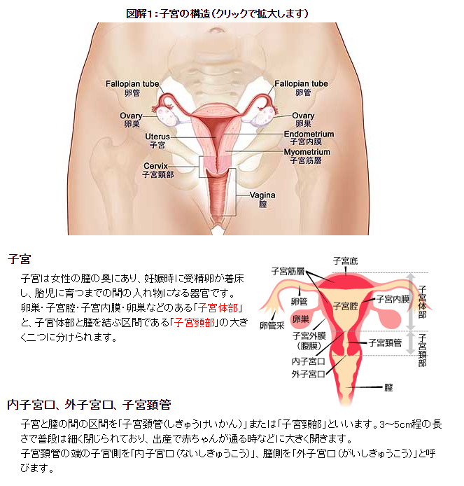 子宮内部の構造−図解・解説/【生理がこない原因と対策】