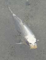 carp