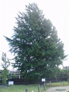 旧大野木場小学校いちょう