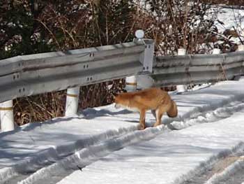 猫峠からの〜 (11)