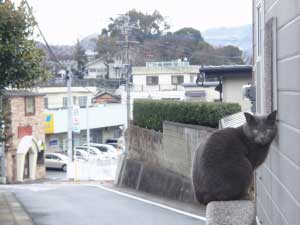 警戒猫
