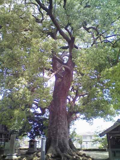 松尾神社の大楠