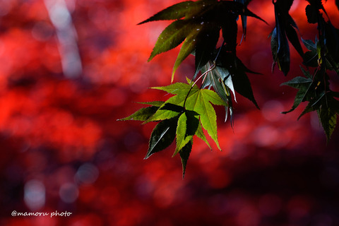 _DSC0450