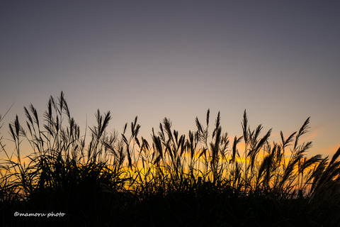 _DSC8798