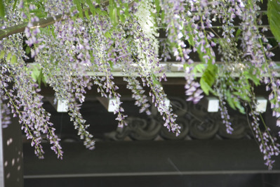 葛井寺