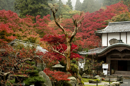 阿弥陀寺