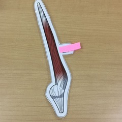 A58-2内側広筋